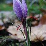 Saffron Crocus