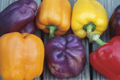 yellowandpurplepeppers