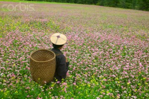 Farmer in a buckwheat field