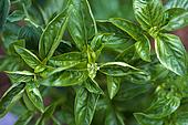 basil