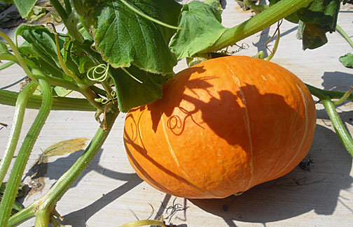 One of the two Kuri Squash 