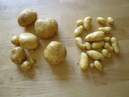 Yukon and Fingerling Potatoes from our garden