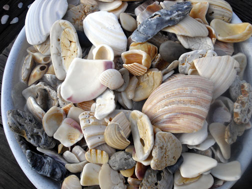 shells