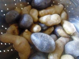 Blue and Fingerling potatoes from the garden